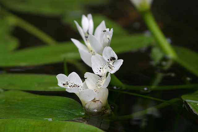 FH_VP_0096(Aponogeton distachius).jpg - Aponogeton distachyus (Kaapse waterlelie)